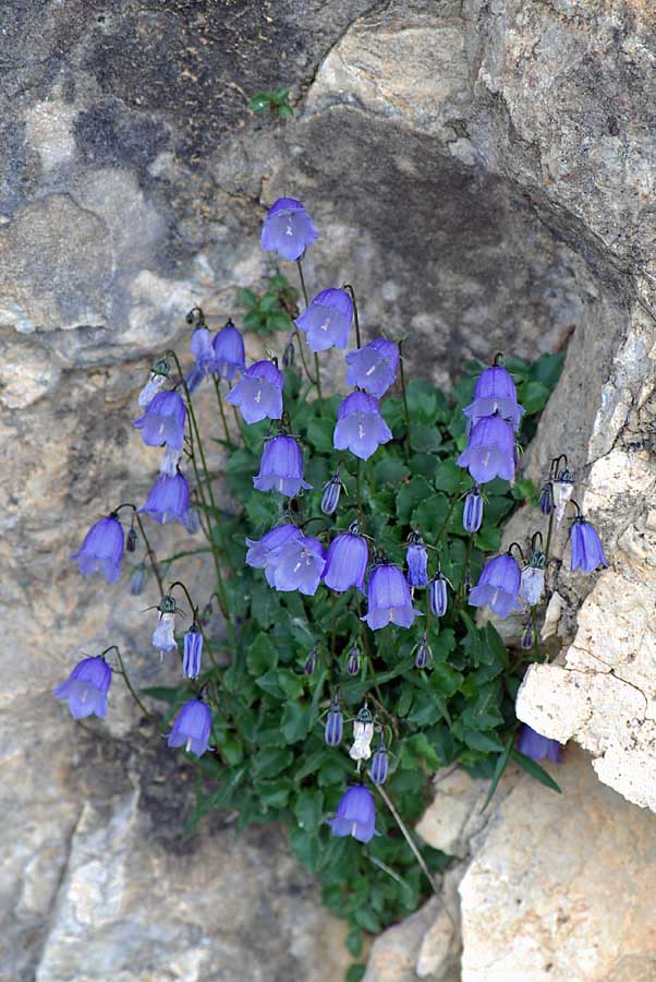 Campanula cochleariifolia / Campanula a foglie di coclearia